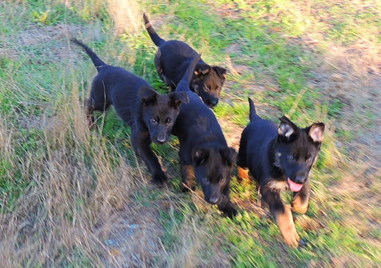 Eina Gerry Y Litter 6.5 wks 2