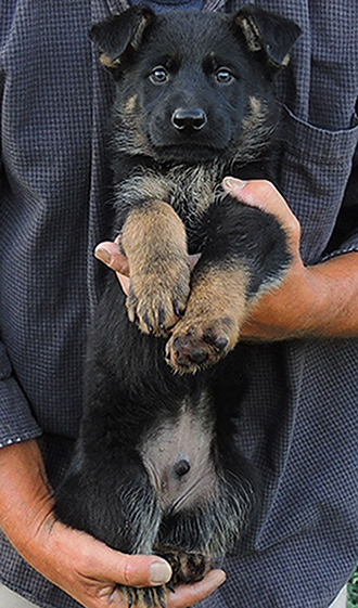 Eina Gerry Y Litter BiColor Male 6.5 wks2