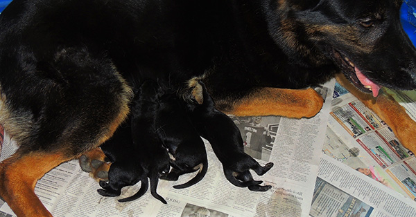 Eina Gerry Y Litter Newborns 3