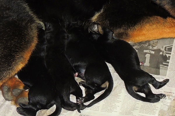 Eina Gerry Y Litter Newborns 2