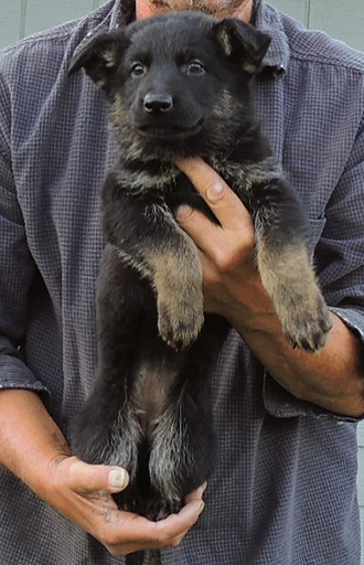 Eina Gerry Y Litter Red collar BiColor female