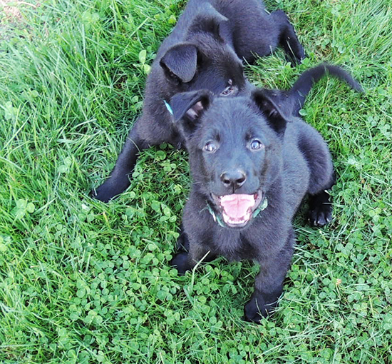 Eina Gerry Y Litter black males 6.5 wks