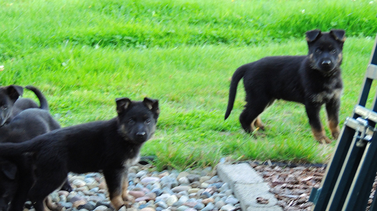 Eina Gerry Y Litter male and female bicolors 6.5 wks