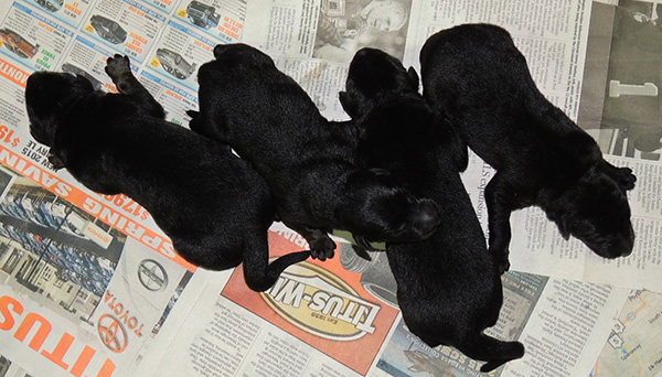 Eina Gerry Y Litter Newborns 1