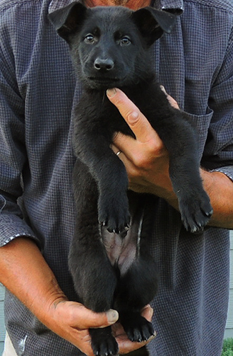 Eina Gerry Y Litter Turquoise collar black male