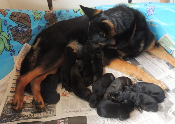 Eina Ivo C Litter 12 pac 3 days 1