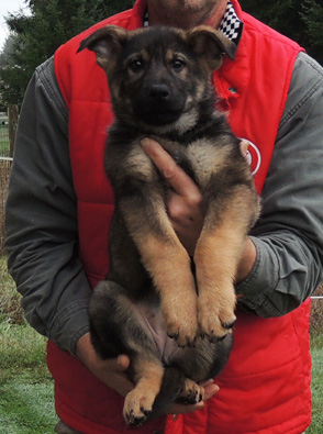 Eina Ivo Sable Pink collar Female 10 wks Ceydra