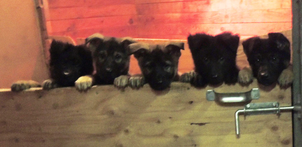 Eina Ivo Females 10 wks