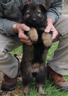 Eina Ivo Blk Sable Fe Black collar 6wks