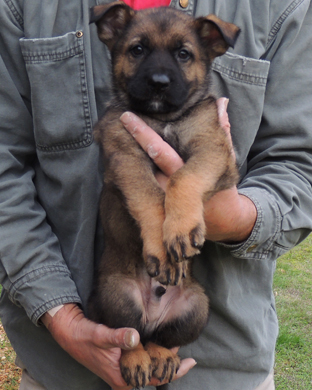 Eina Ivo Blk Sable male_Royal Blue collar 6wks