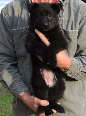 Eina Ivo Black Female no collar 6wks