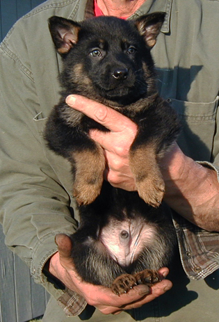 Eina Lobo Bicolor male Royal collar 6 wks