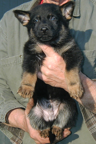 Eina Lobo Bicolor male blk collar 6 wks