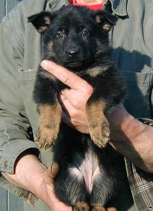 Eina Lobo BiColor Fe Yellow collar6 wks