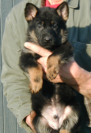 Eina Lobo Bicolor male lime collar 6 wks