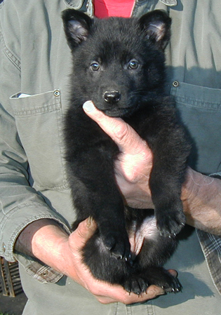 Eina Lobo blk female pumpkin collar 6wks