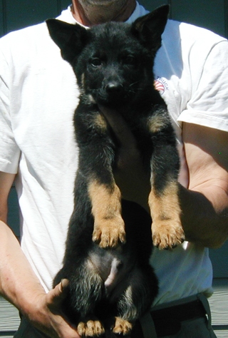 Eina Lobo Bicolor male black collar 10.5 wks