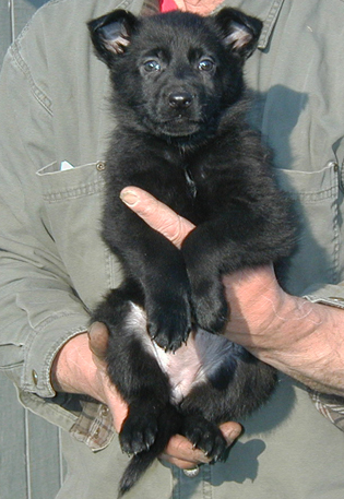 Eina Lobo Blk female pink collar 6 wks