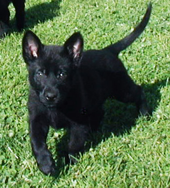 Eina Lobo pink female Leyna 10.5 wks