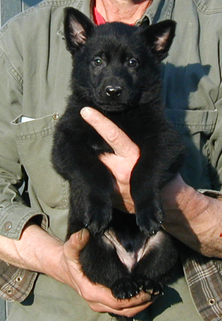 Eina Loboblk male No collar 6 wks