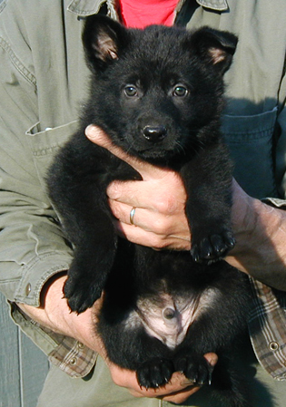 Eina Lobo Black Male lt blue collar 6 wks