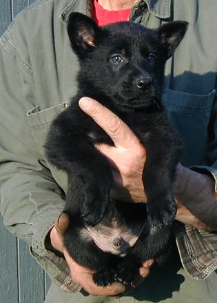 Eina Lobo male mint green collar 6 wks