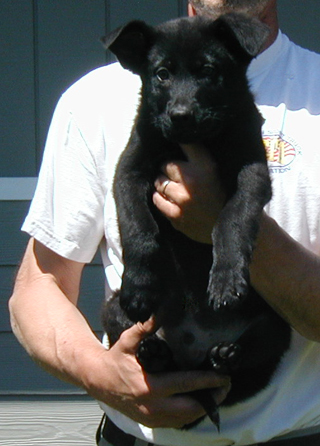 Eina Lobo black male mint green collar Lukas 10.5 wks