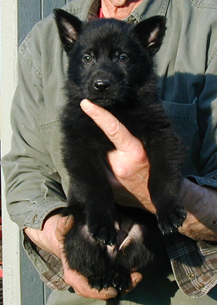 Eina Lobo blk male turq collar 6 wks