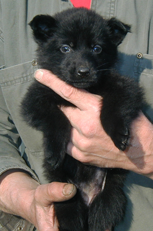 Eina Lobo blk little female pink collar 6wks