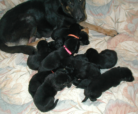 Eina Lobo pups 2.5 wks