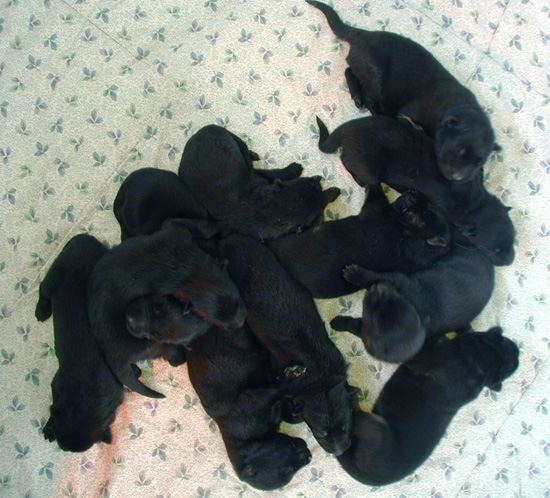 Eina Lobo litter 8 days old