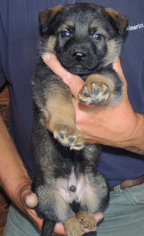 Eina Norbo Med Blue collar male 5.5 wks