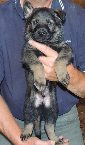 Eina Norbo blk collar male 5.5 wks