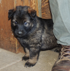 Eina Norbo Orange collar female plush coat 5.5 wks2