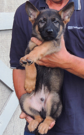 Eina Norbo royal blue male 9 wks