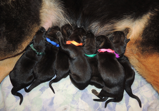 Eina Norbo K Litter 2 days old