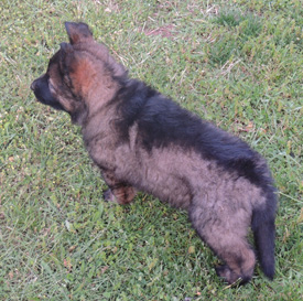 Kharma_Eina Norbo LC fe 6.5 wks