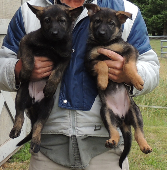 Eina Norbo Females Purple Left Pink on Right 7wks