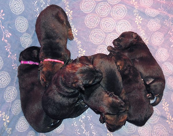 Eina Girls 11 days Etta boys 10 days old