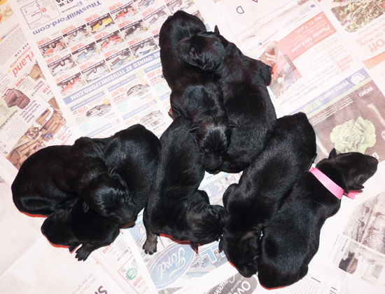 Eina Norbo K Litter Newborns