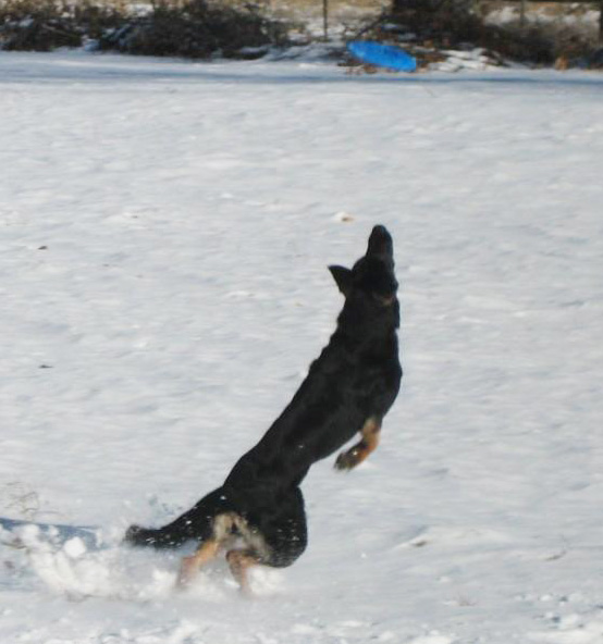 Einas Frisbee play with Martina