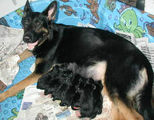 Eina Lobo litter_7 of the pups arrived