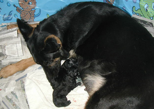 Eina Lobo litter_first 2 pups newborn