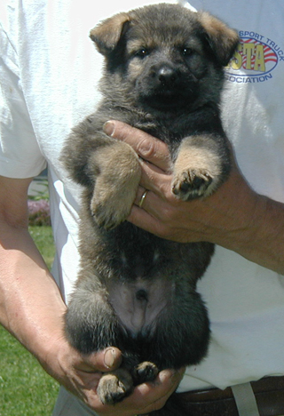 Elfi Lord light blue sable male 5.5 wks