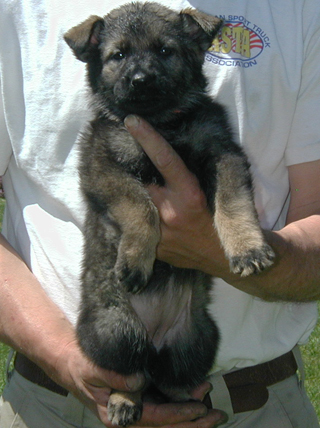 Elfi Lord Florresc. orange dark sable female 5.5 wks