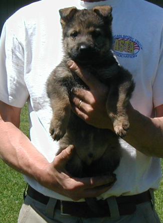 Elfi Lord sable male lime collar 5.5 wks