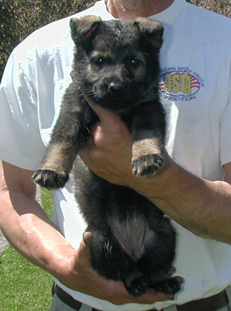 Elfi Lord dark blk sable female_blk collar 5.5 wks