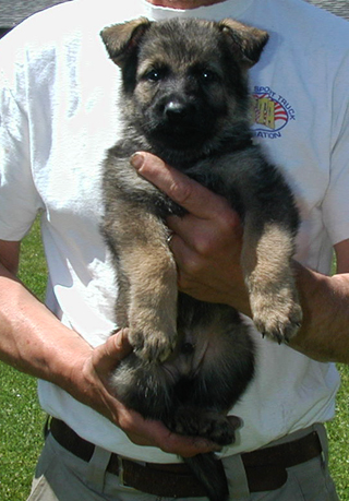 Elfi Lord black sable male blk collar 5.5 wks