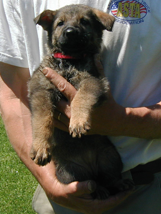 Elfi Lord Dark red sable hot pink collar 5.5 wks