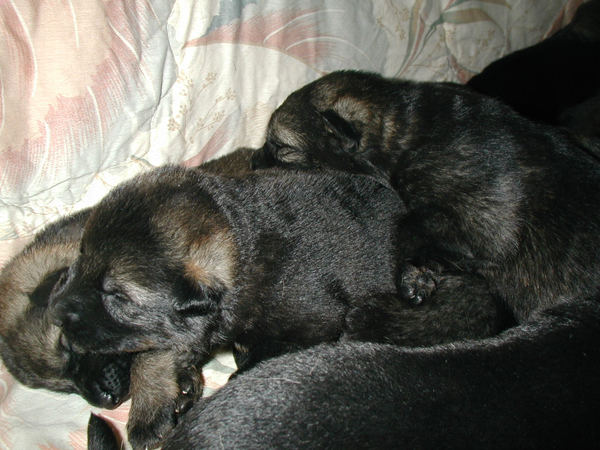 Elfi Lord pups 11 days old 3
